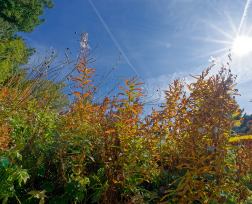 Bourg-Saint-Pierre Jardin alpin