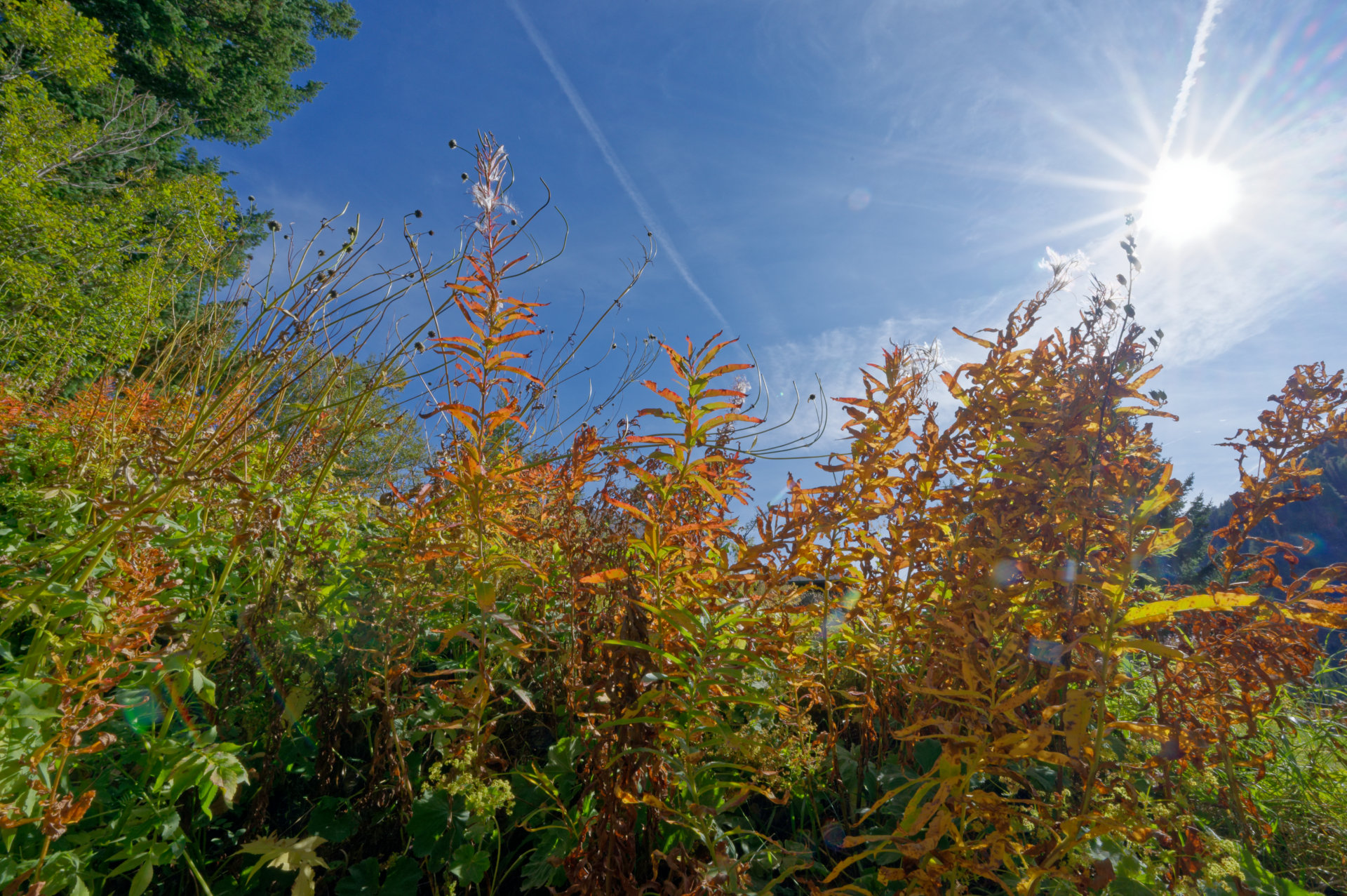 Bourg-Saint-Pierre Jardin alpin