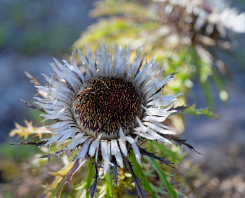 Bourg-Saint-Pierre Jardin alpin