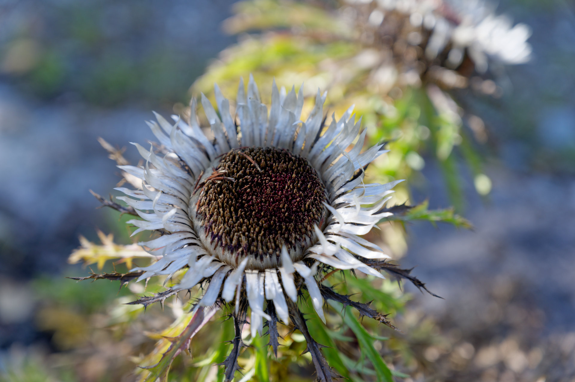 Bourg-Saint-Pierre Jardin alpin