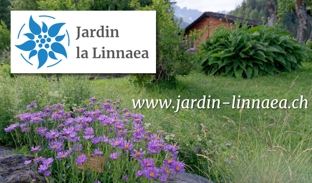 Jardin Linnaea